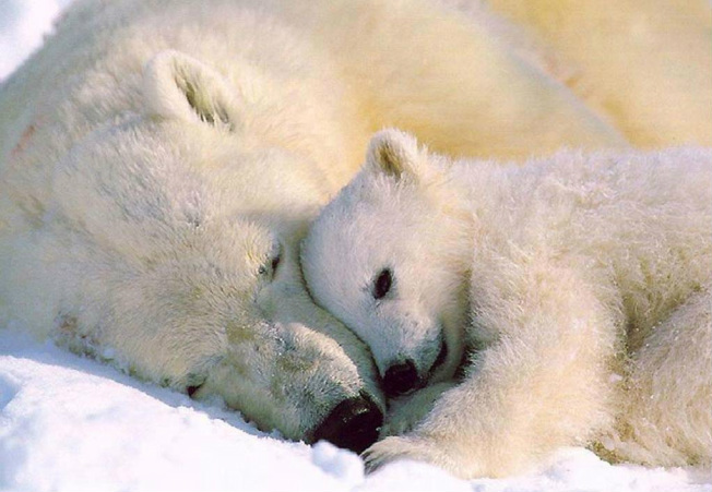 Polar Bear with cub